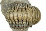 Curled Crotalocephalina Trilobite - Atchana, Morocco #327545-2